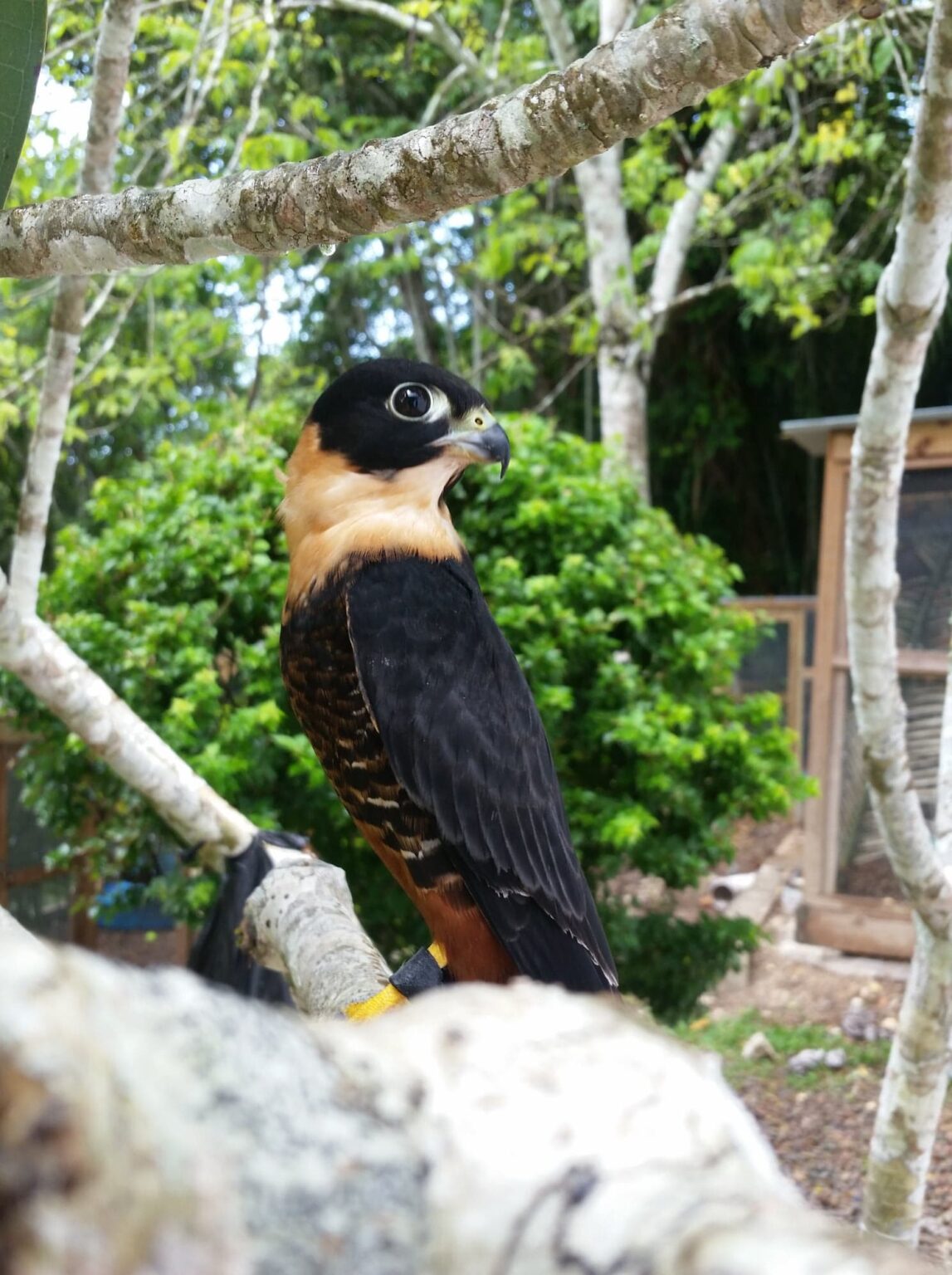 Meet the Birds – Belize Raptor Center