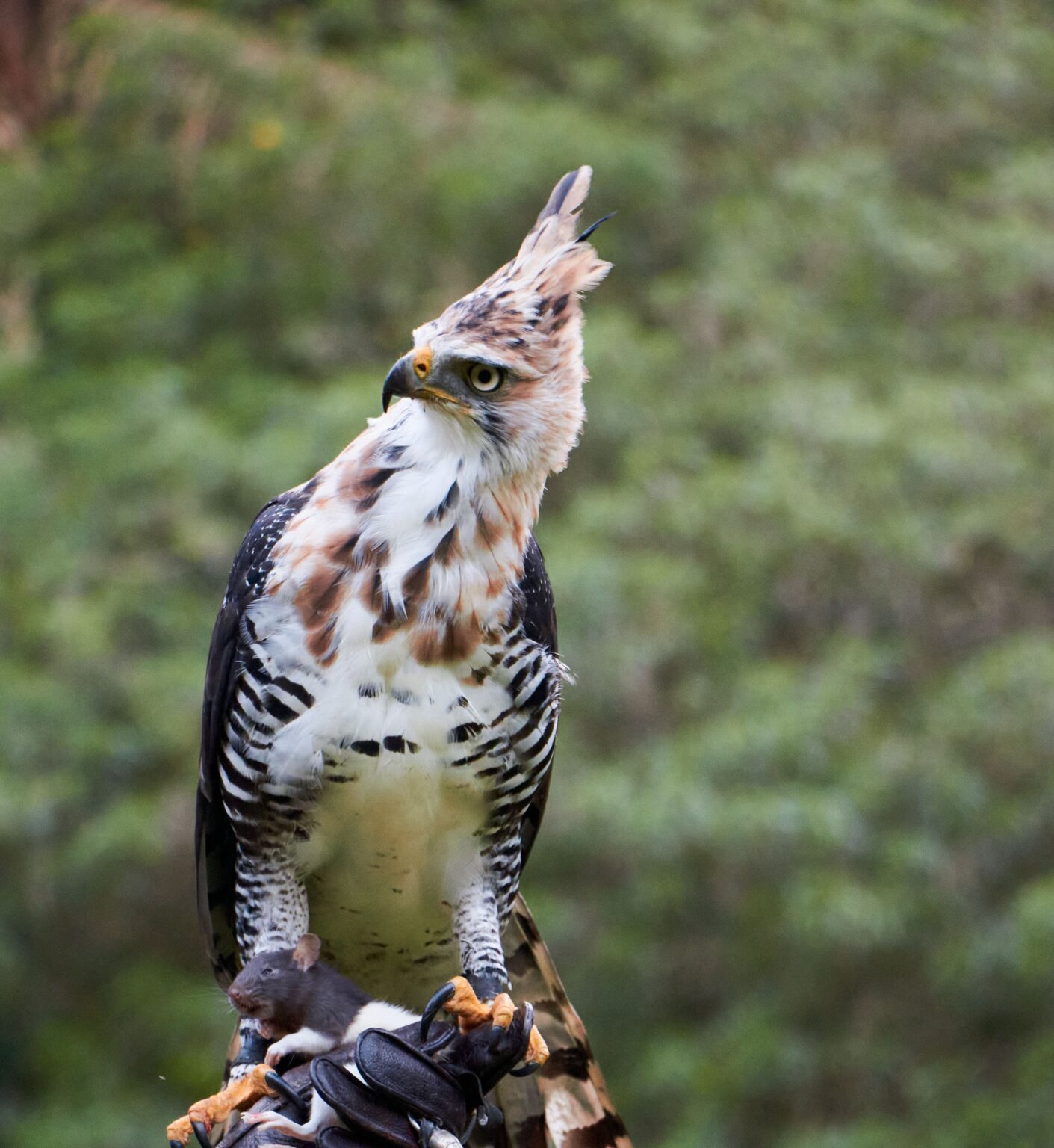 Meet the Birds – Belize Raptor Center